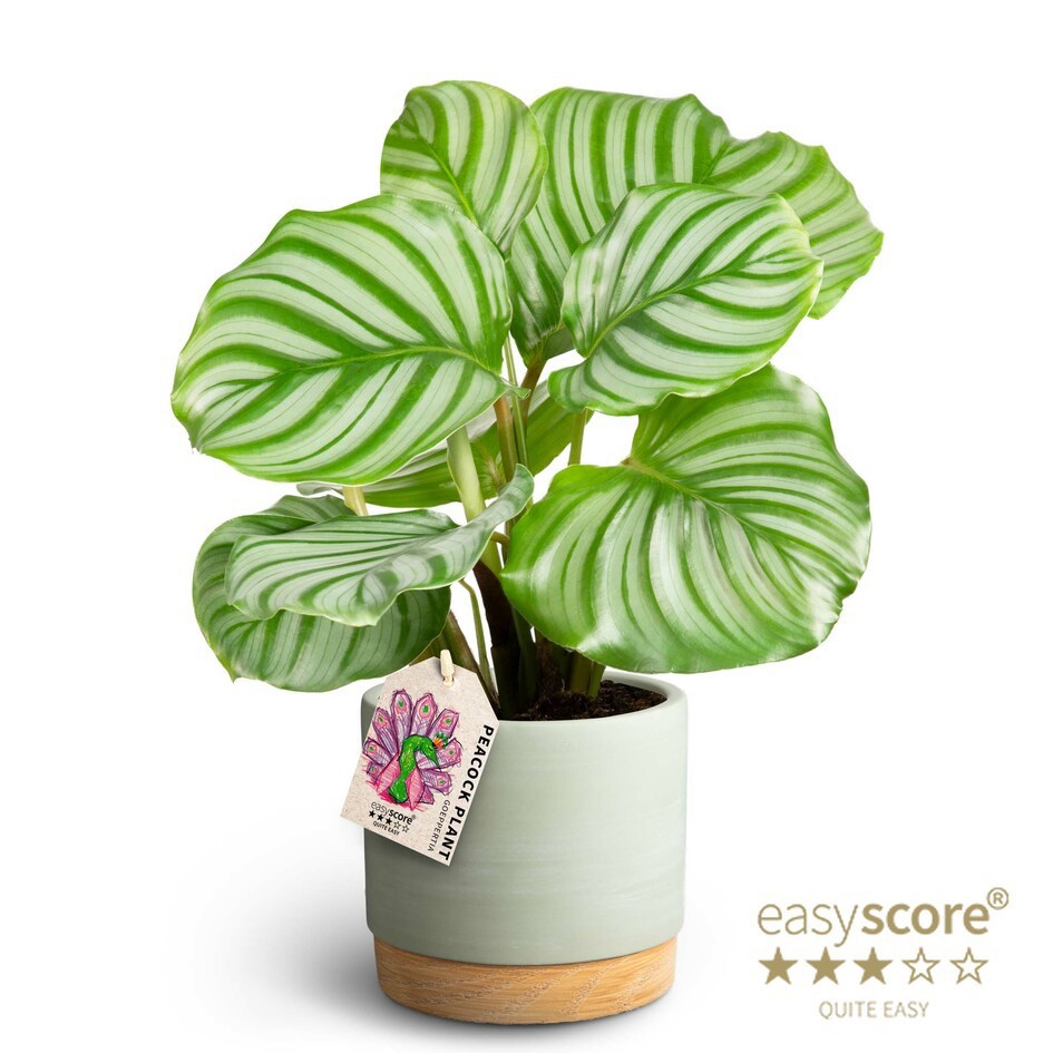 Woodbase Green, Calathea orbifolia, D 12 cm