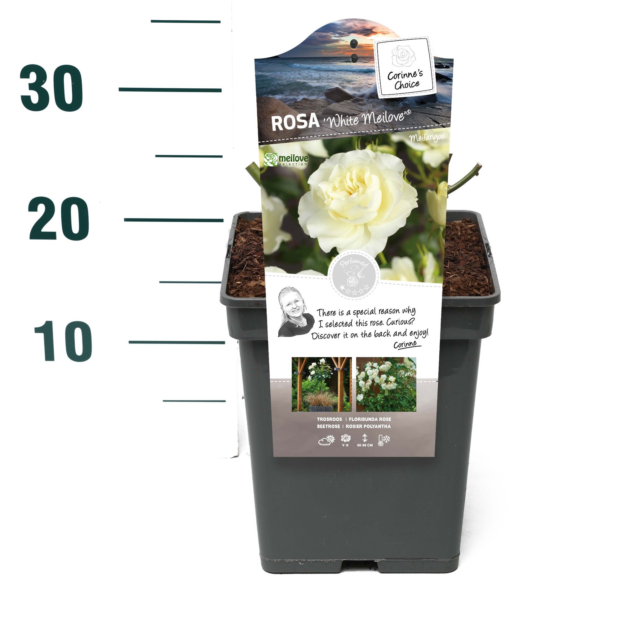 Rosa 'White Meilove' - Struik - VP5 - Categorie 3, D 23