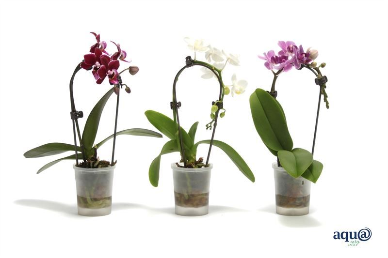Phal p06 Tiny Dolls cascade mix 1T07+ Aqu@, D 6