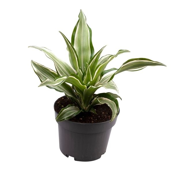 Dracaena Dragontree� Kanzi, D 12 cm