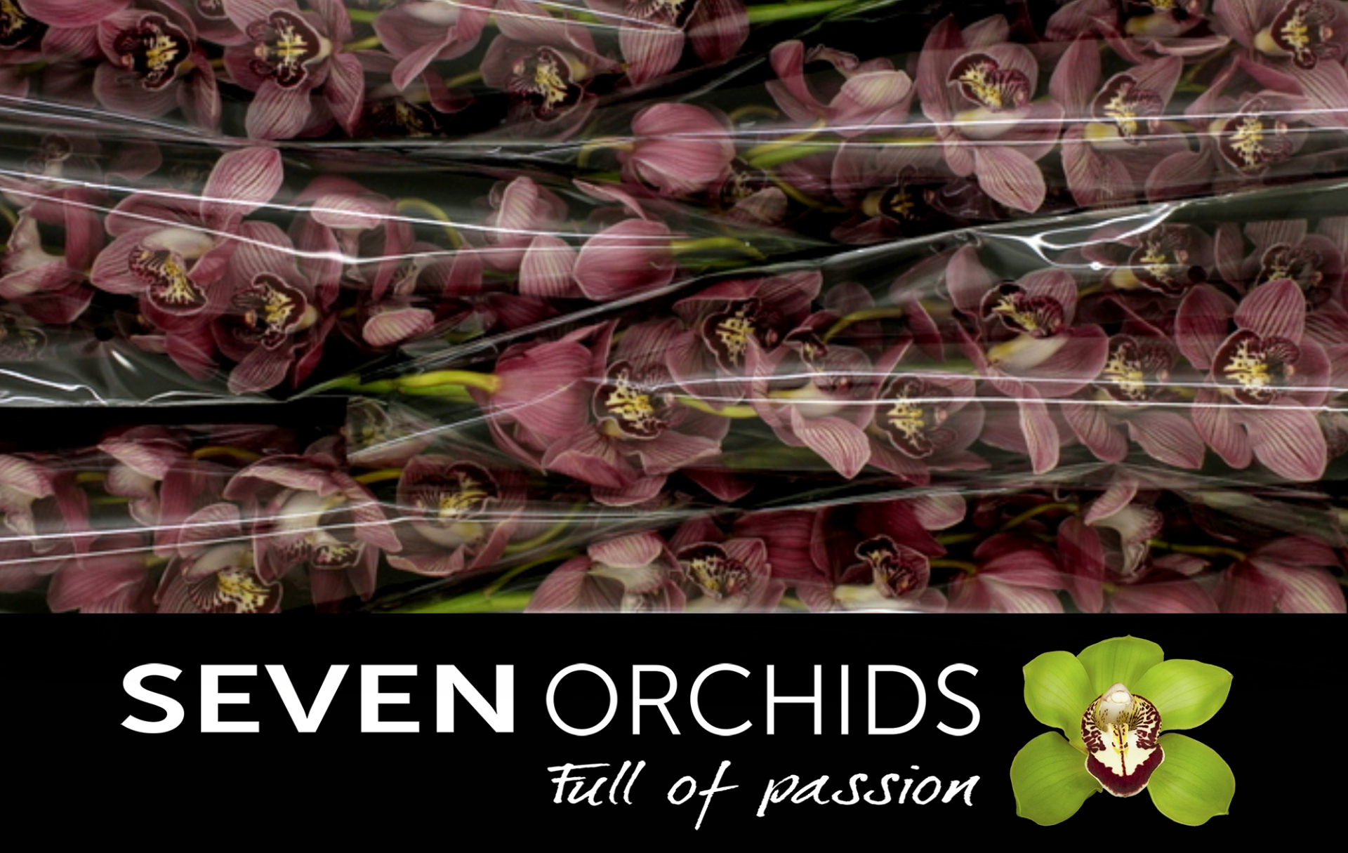 Цимбидиум Рэд Зебра x6 80, шт.