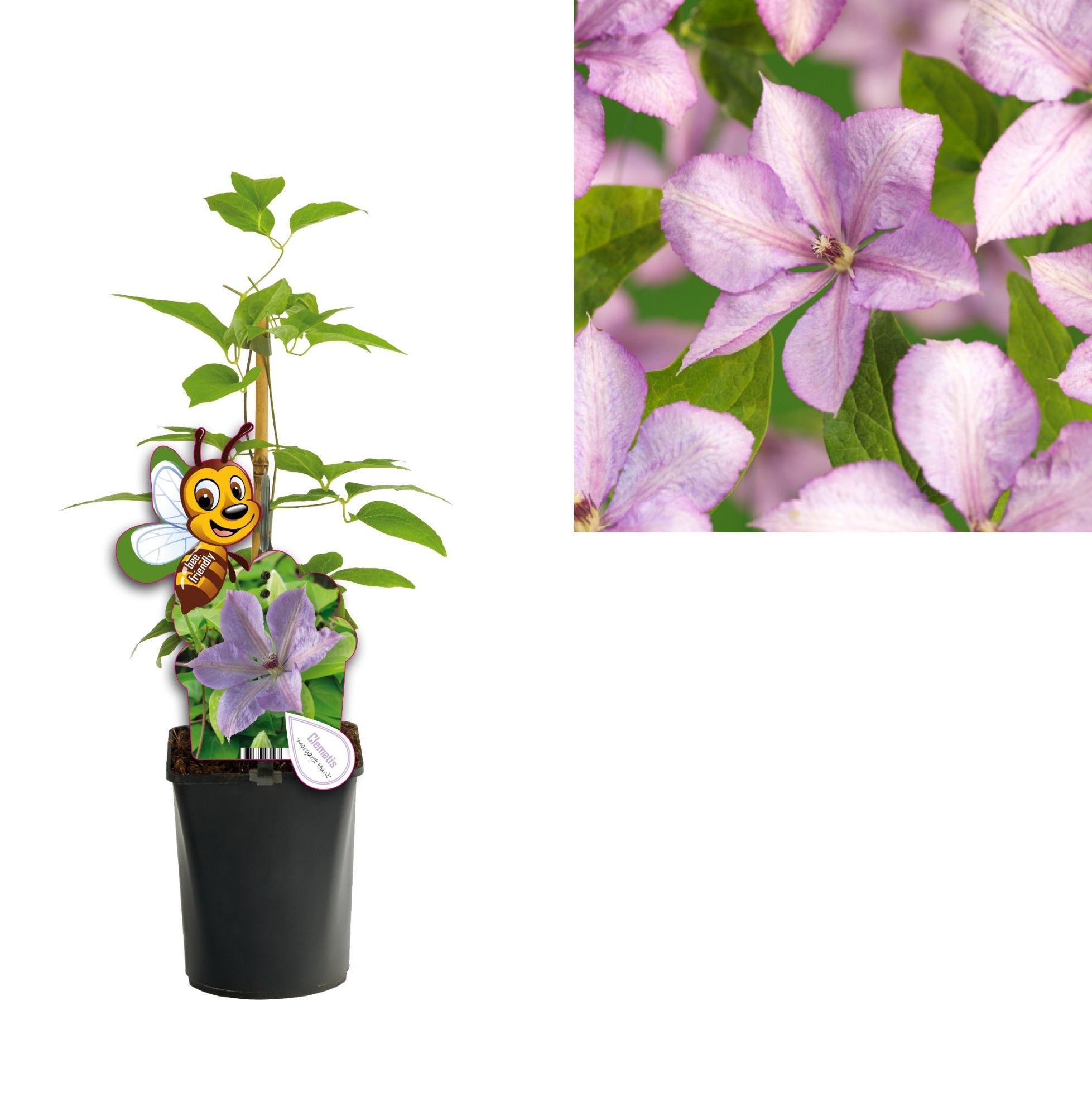 Clematis 'Margaret Hunt' +bee label, D 11