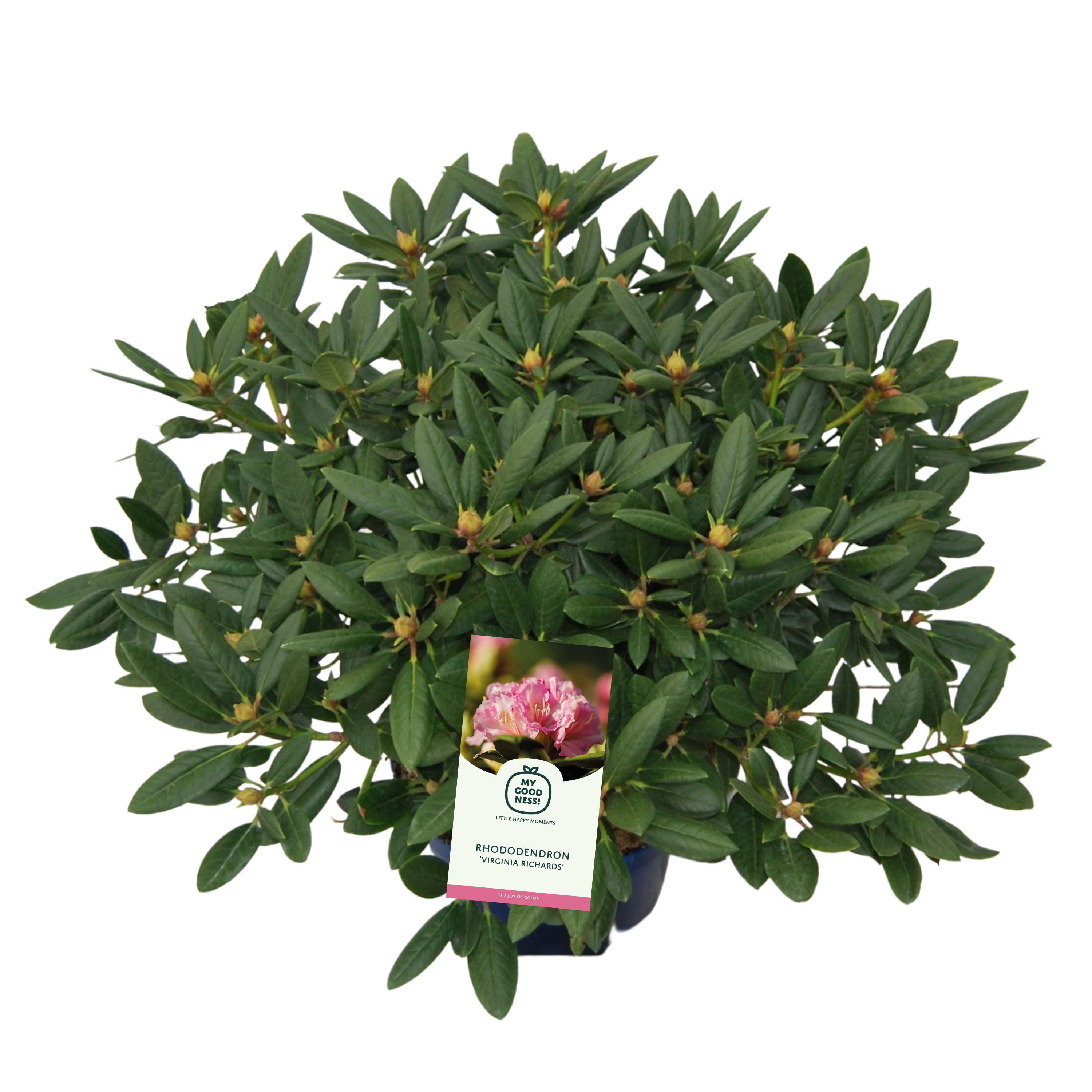 Rhododendron 100cm /25 liter 'Virginia Richards', D 38