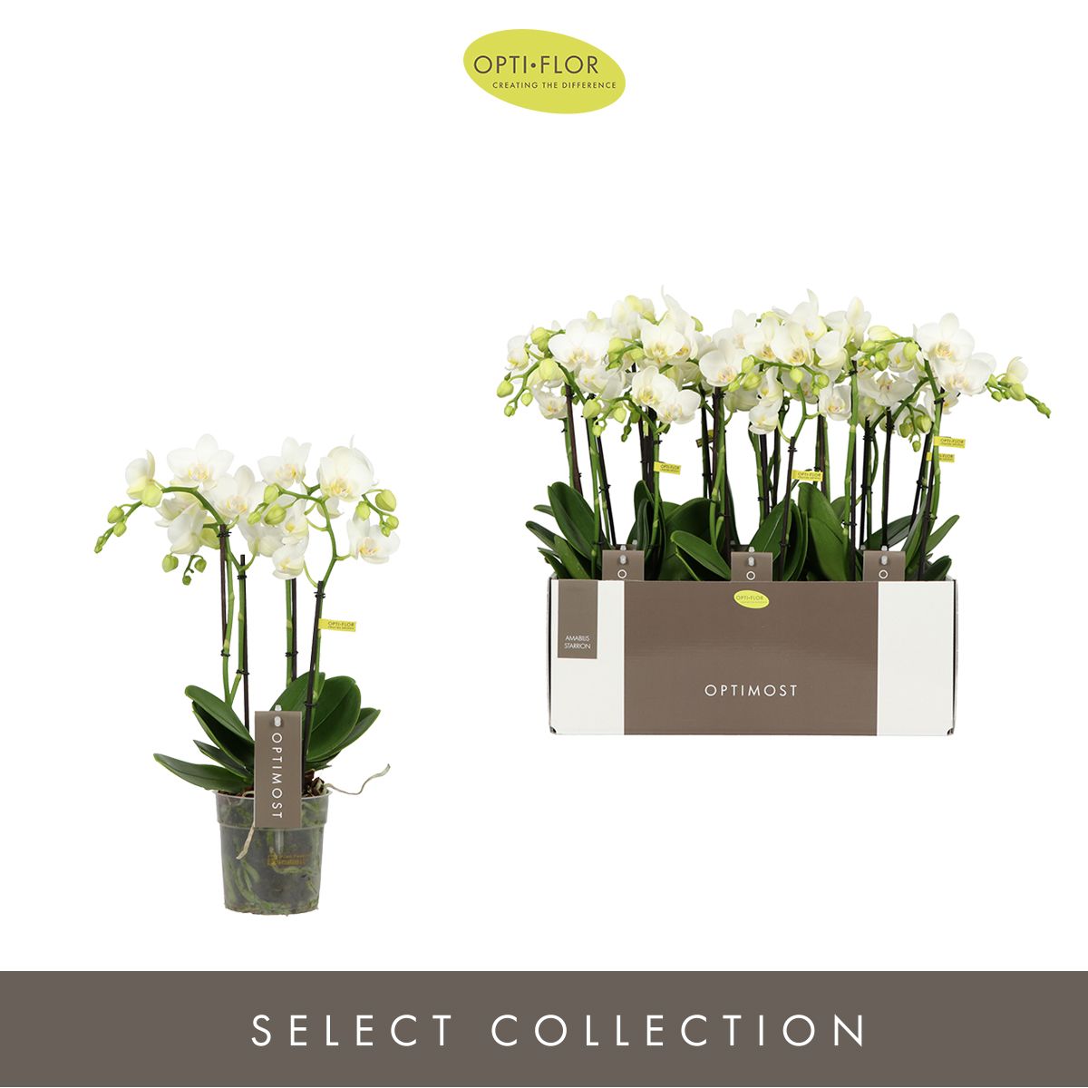 Optimost Amabilis Starrion 4 spike, D 12 cm