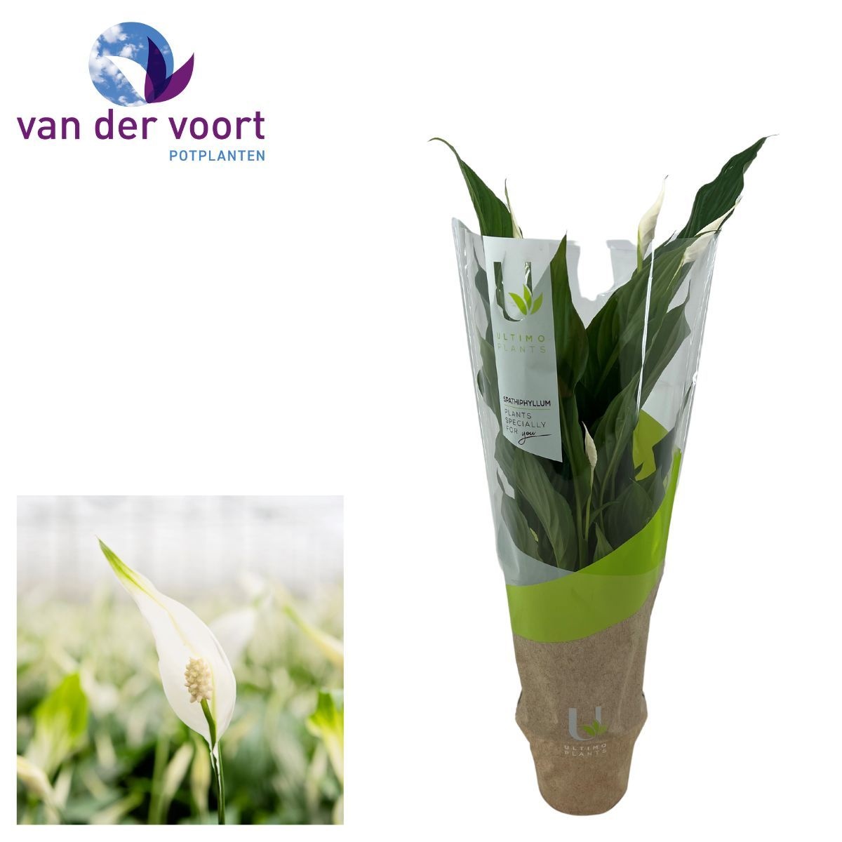 Spathiphyllum 13cm Strauss ultimo, D 13 cm