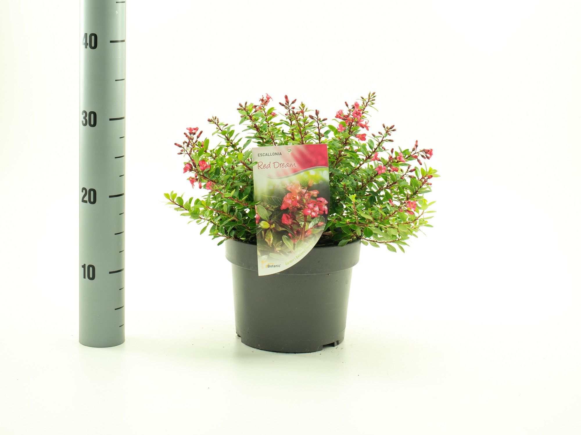 Escallonia 'Red Dream', D 19