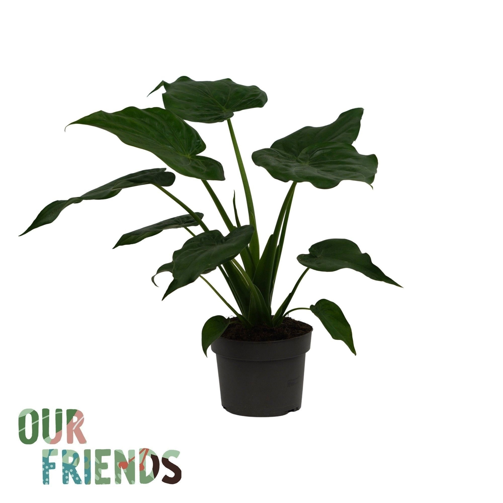 Alocasia Cucullata | Our Friends, D 19