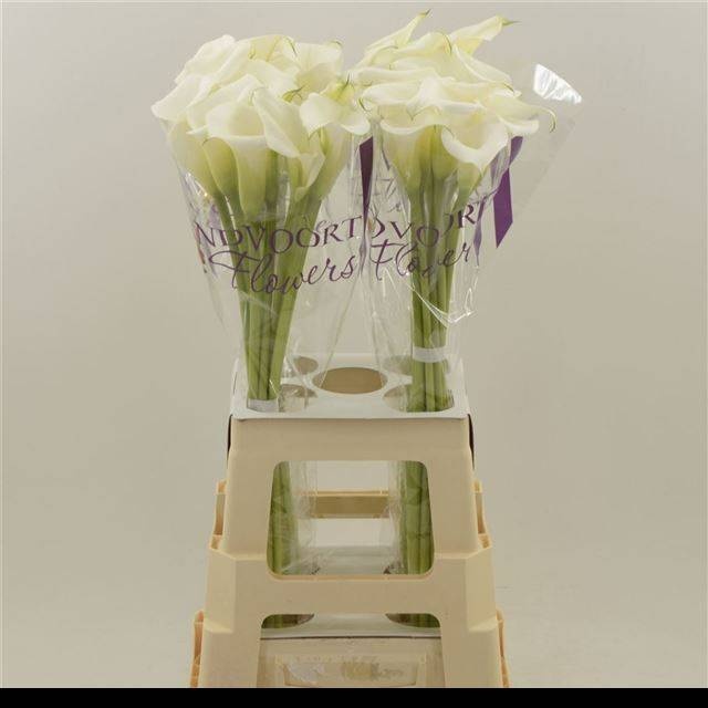 Калла Вайт Арт 70, шт.