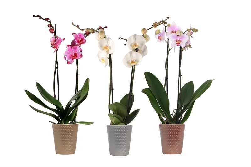 Zoe p12 dots mix luxury Phal mix 2T14+, D 12 cm
