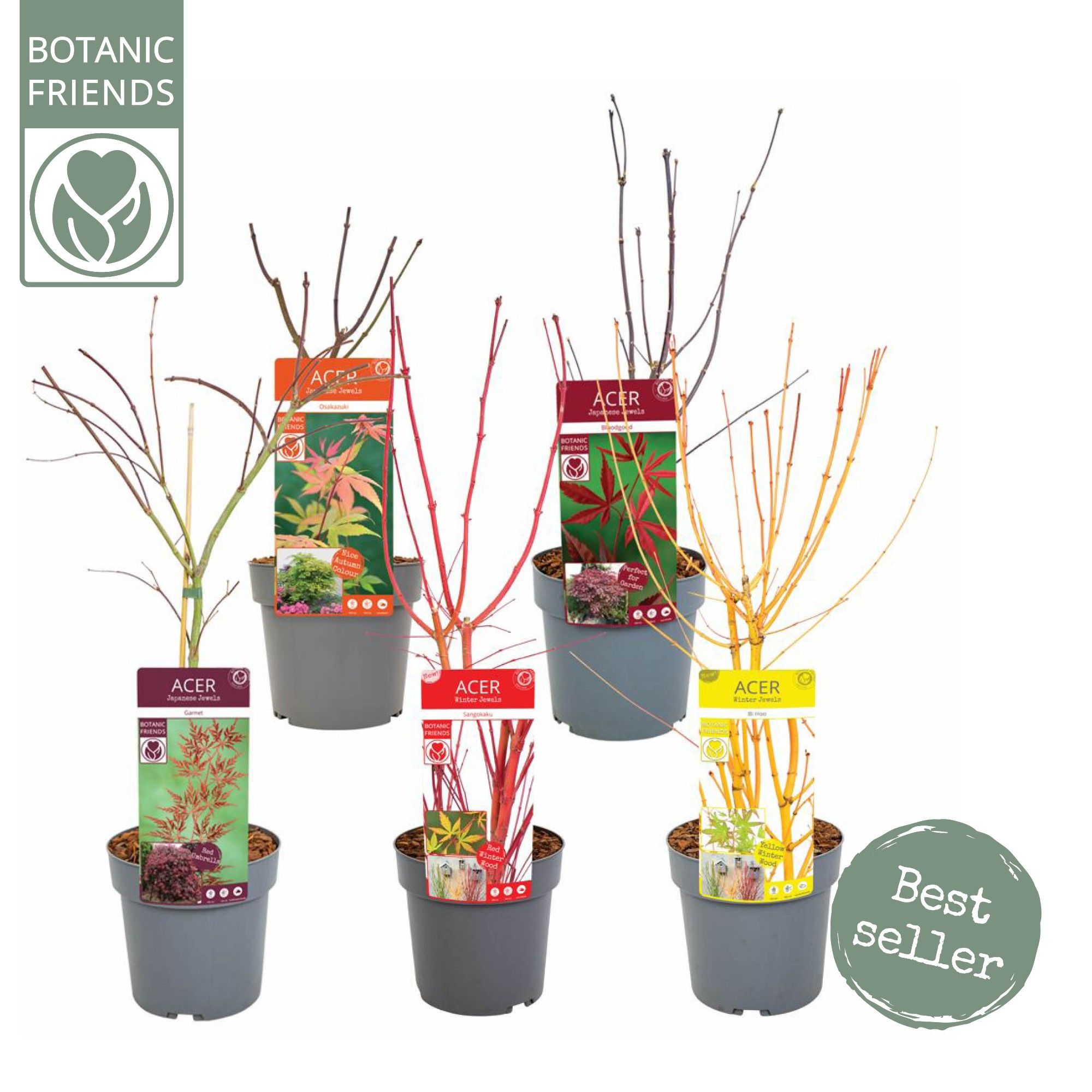 Acer palm. 'mix' PREMIUM, D 19