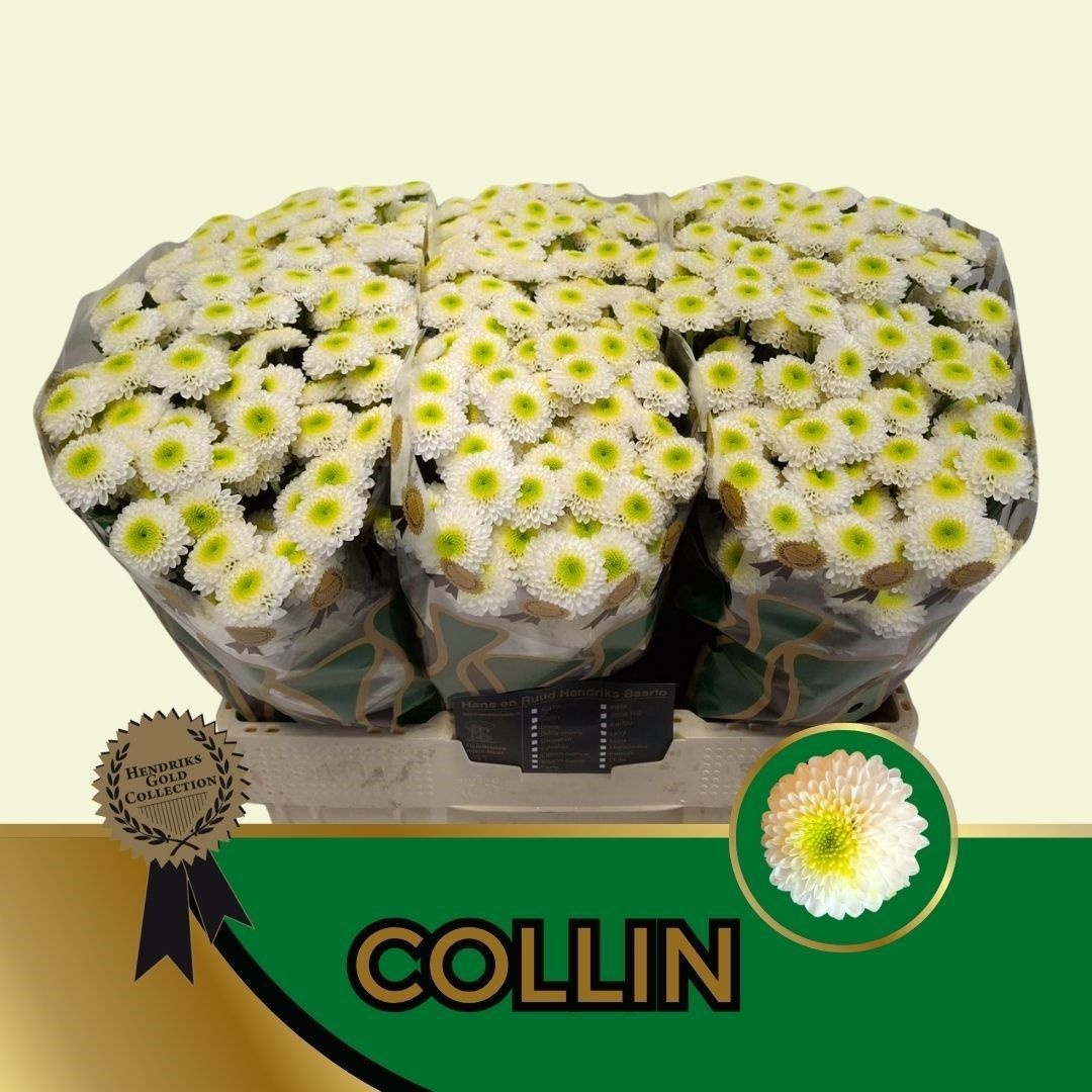 Сантини Коллин, шт.