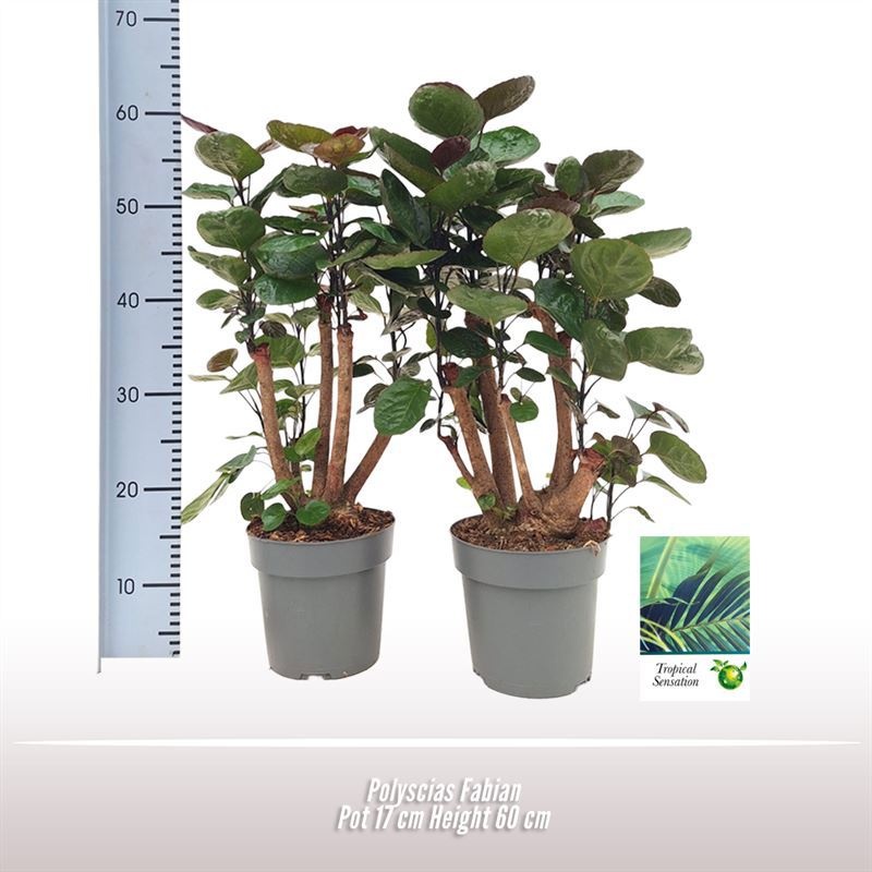 Polyscias Fabian, D 17