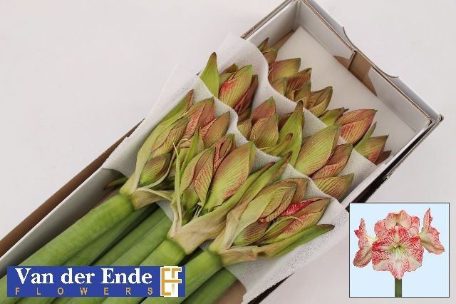 Амарилис Мега Стар (красно-зел.) x8, шт.