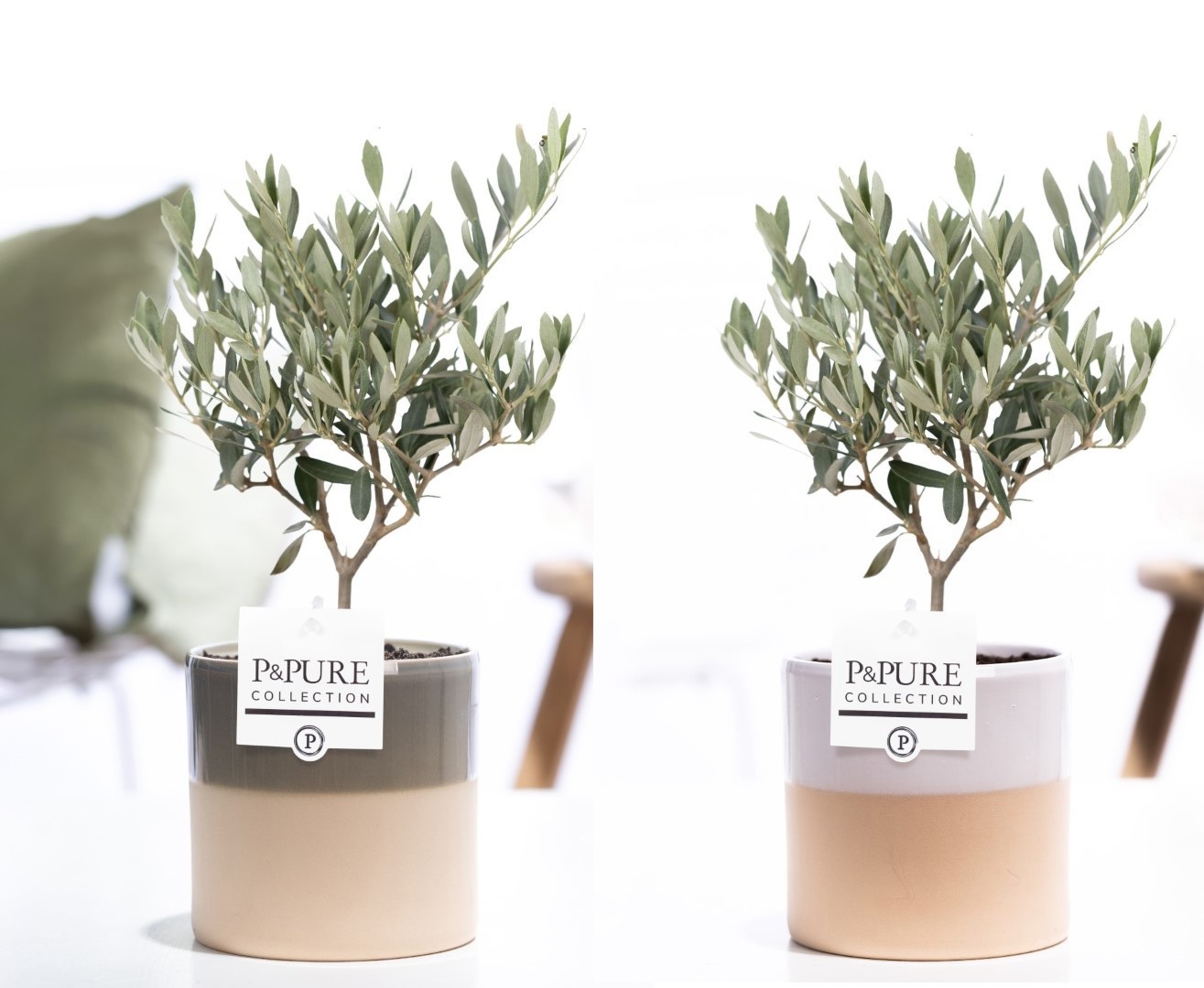 Olea Europaea in P&PURE Tess 2 ceramics ass. 3, D 12