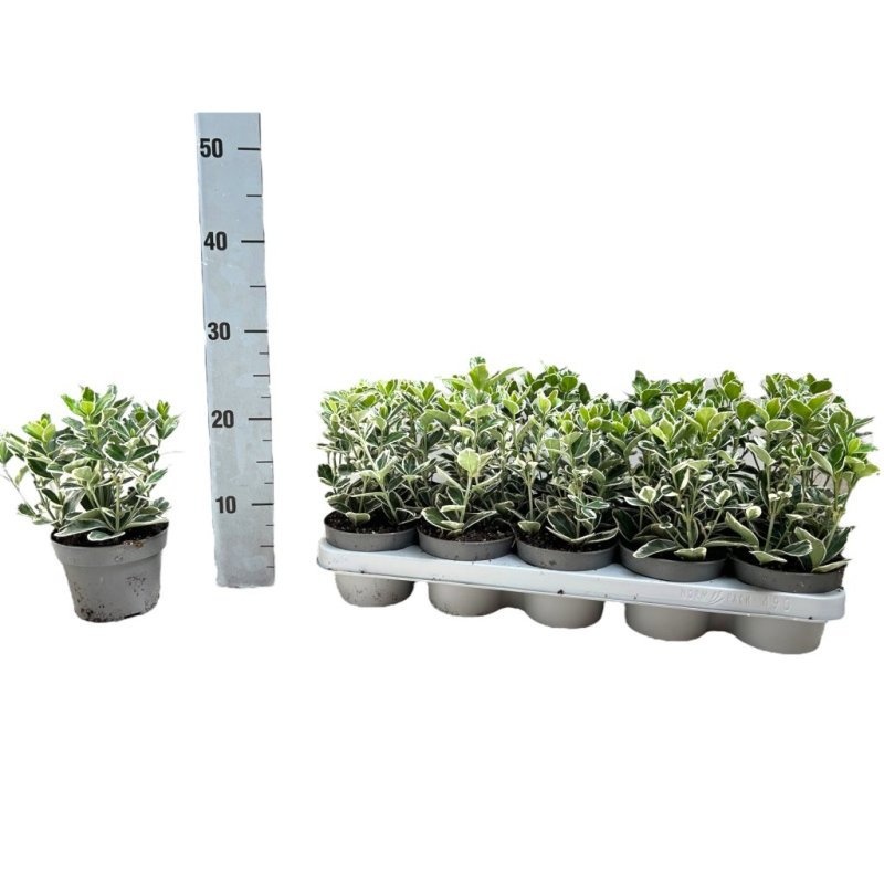 Euonymus jap. 'Kathy', D 12