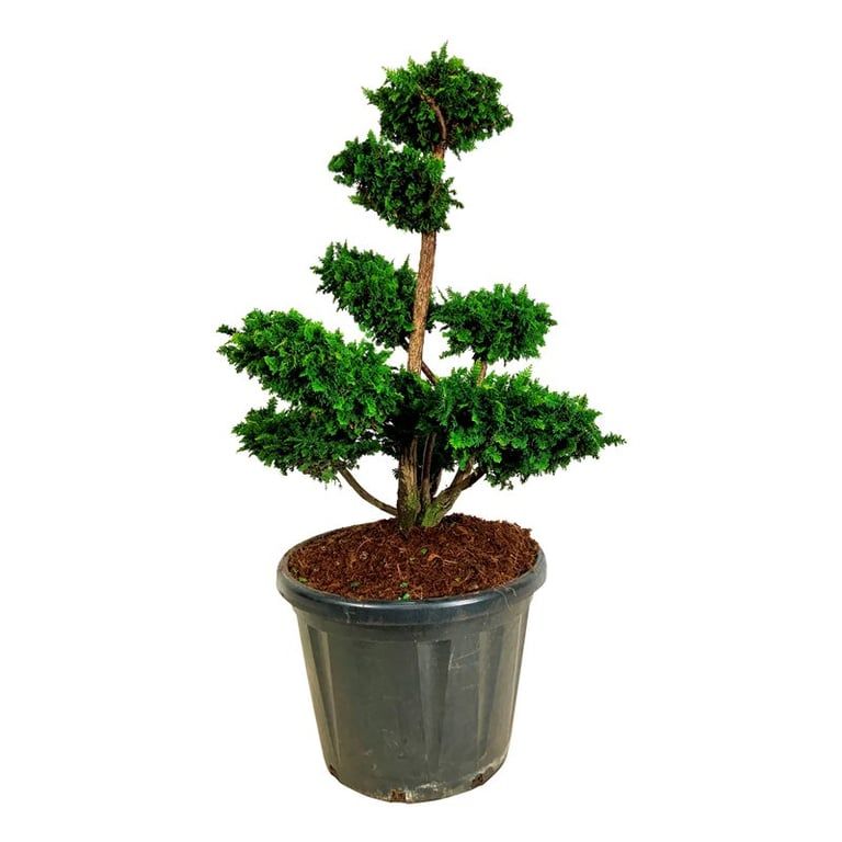 Chamaecyparis o. 'Teddy Bear', D 60