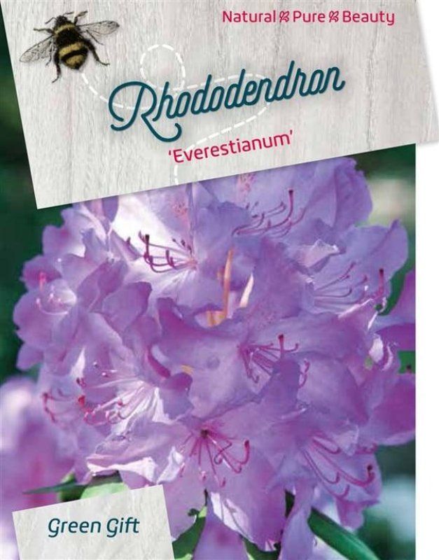 Rhododendron 'Everestianum', D 45