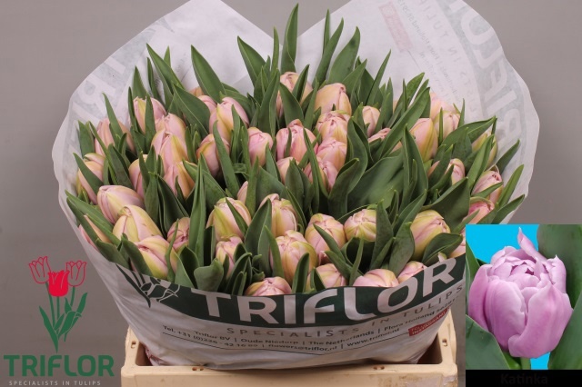 Тюльпан дв. Катинка (лаванд.), шт.