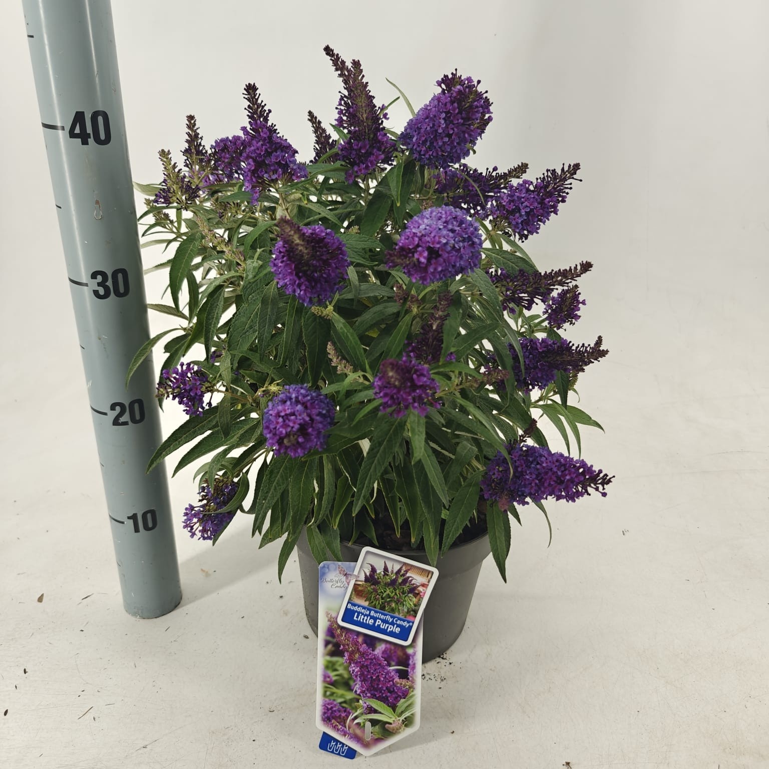 Buddleja d. Butt. Candy® Little Purple ('BotEx 001'PBR), D 19 cm