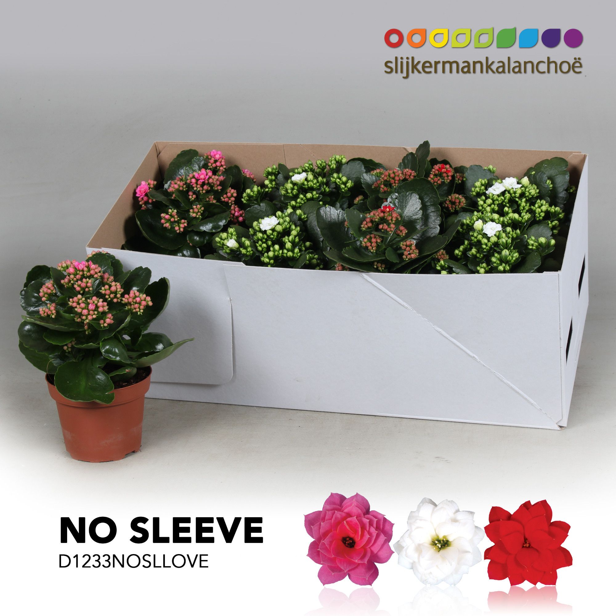 Kalanchoe No Sleeve - LOVE mix, D 12