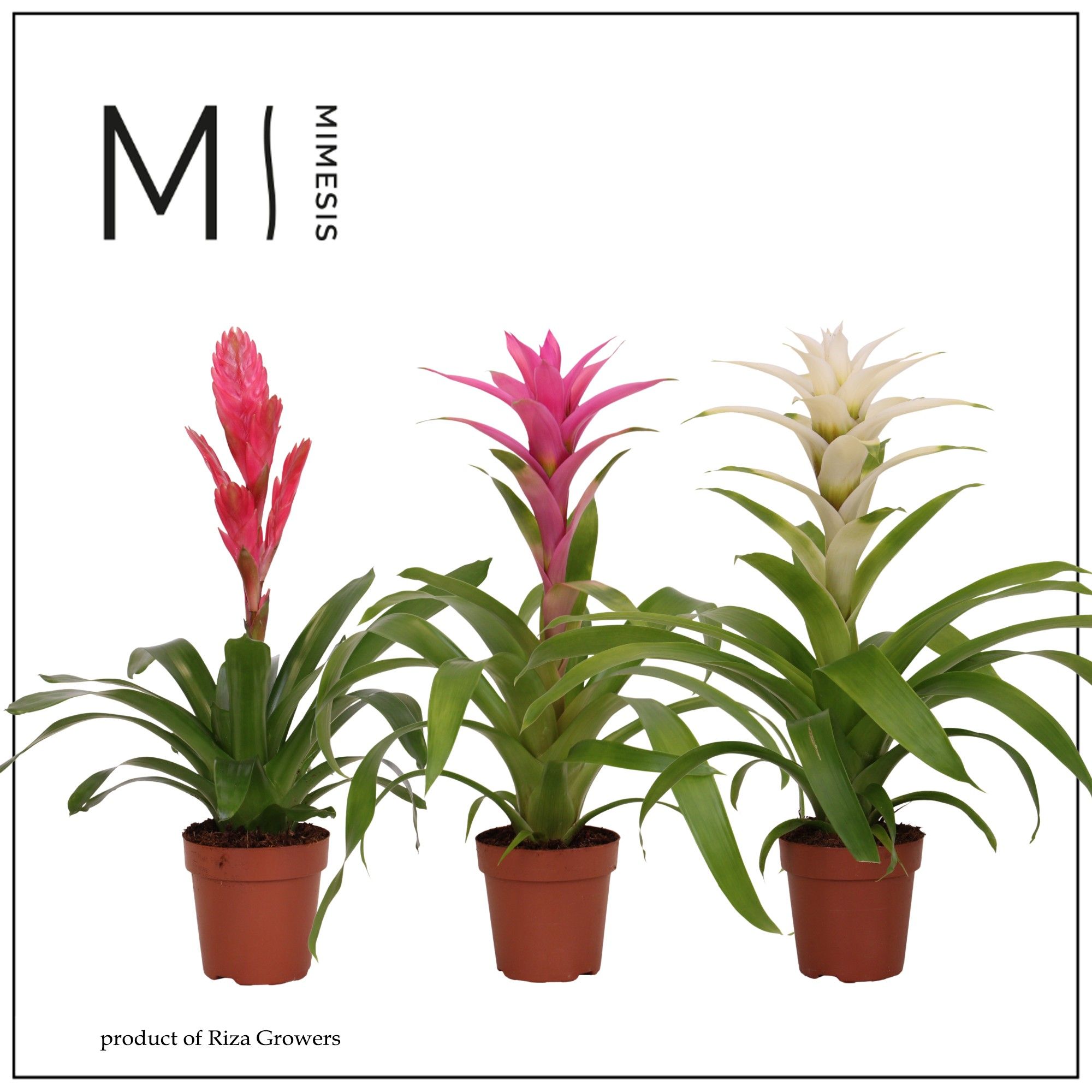 Bromelia Charming - 12cm | Mimesis, D 12