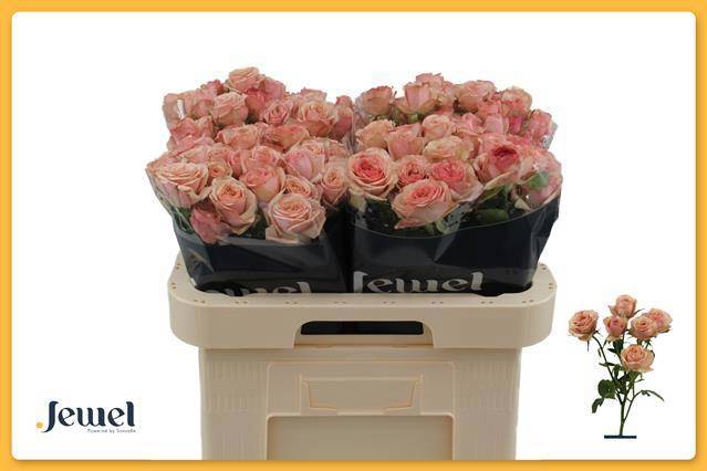 Роза куст. Дестини 60, шт.