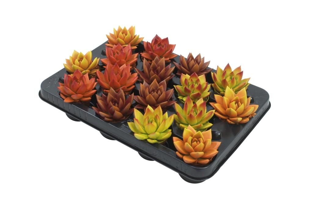 Miranda bicoloured autumn mix, D 6 cm