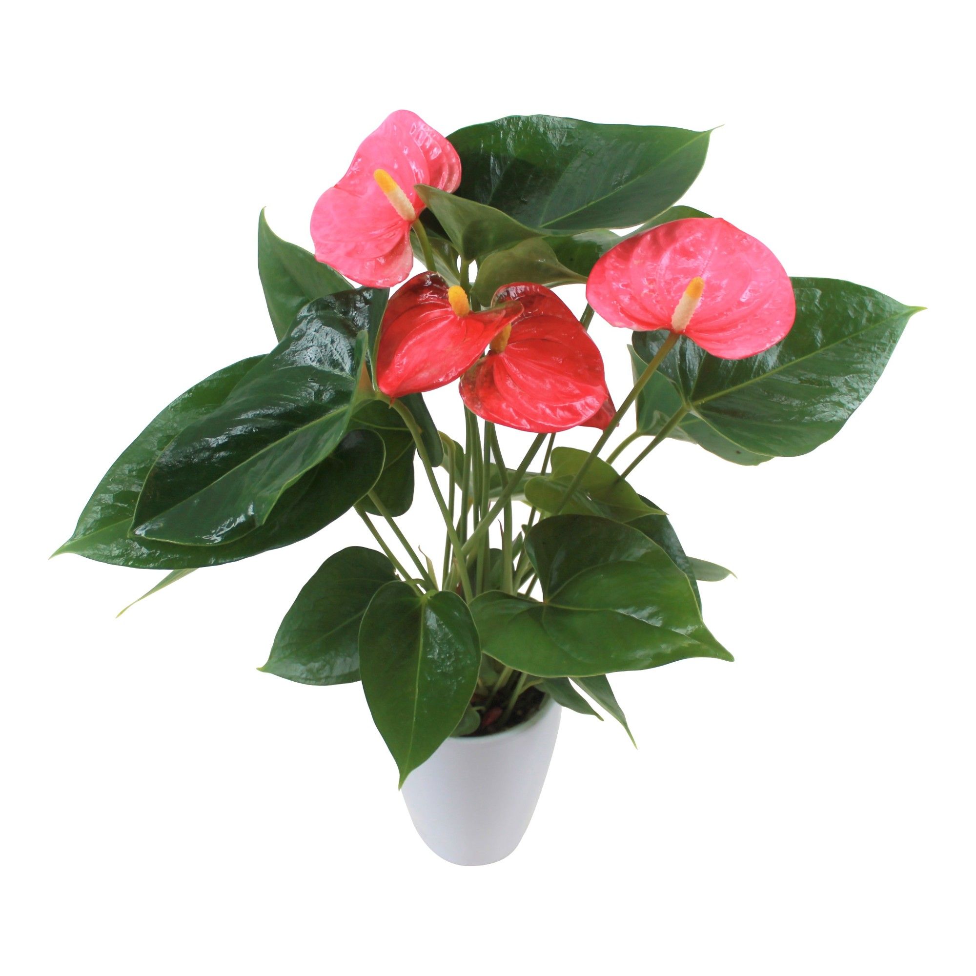 Anthurium XL.31 Arisa Pink 9cm keramiek, D 9
