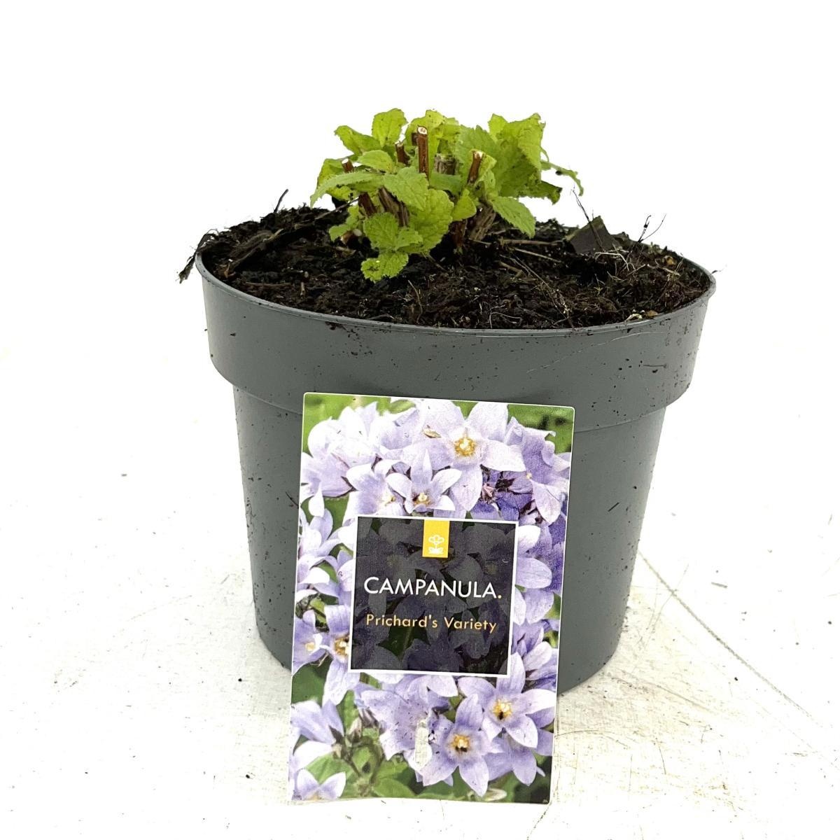 Campanula lact. 'Prichard's Var.', D 17