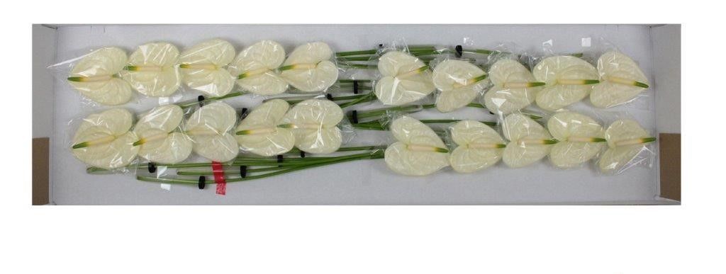 Антуриум Моментс x20, шт.