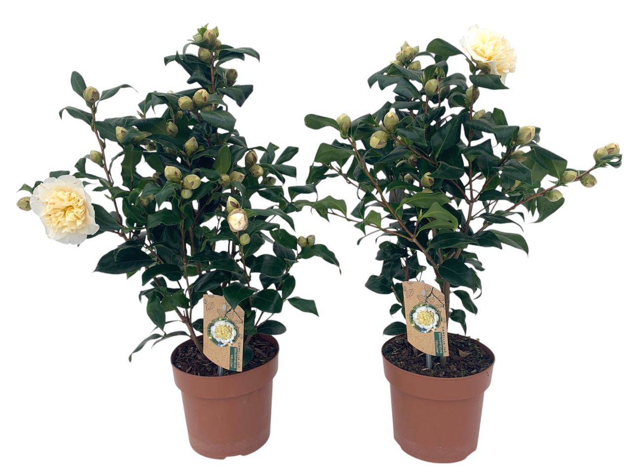 Camellia Brushfield yellow 20-25 knoppen, D 17