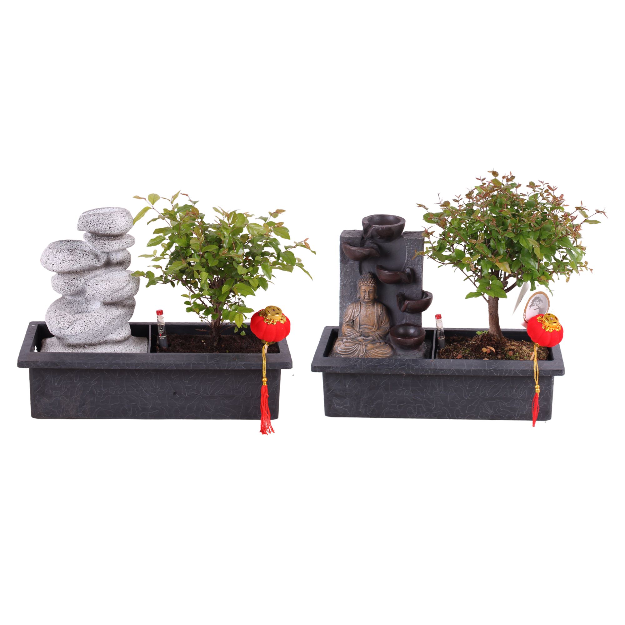 Bonsai Mixed in Easy Care Waterfall Buddha Ball Shape Ø29cm, D 29