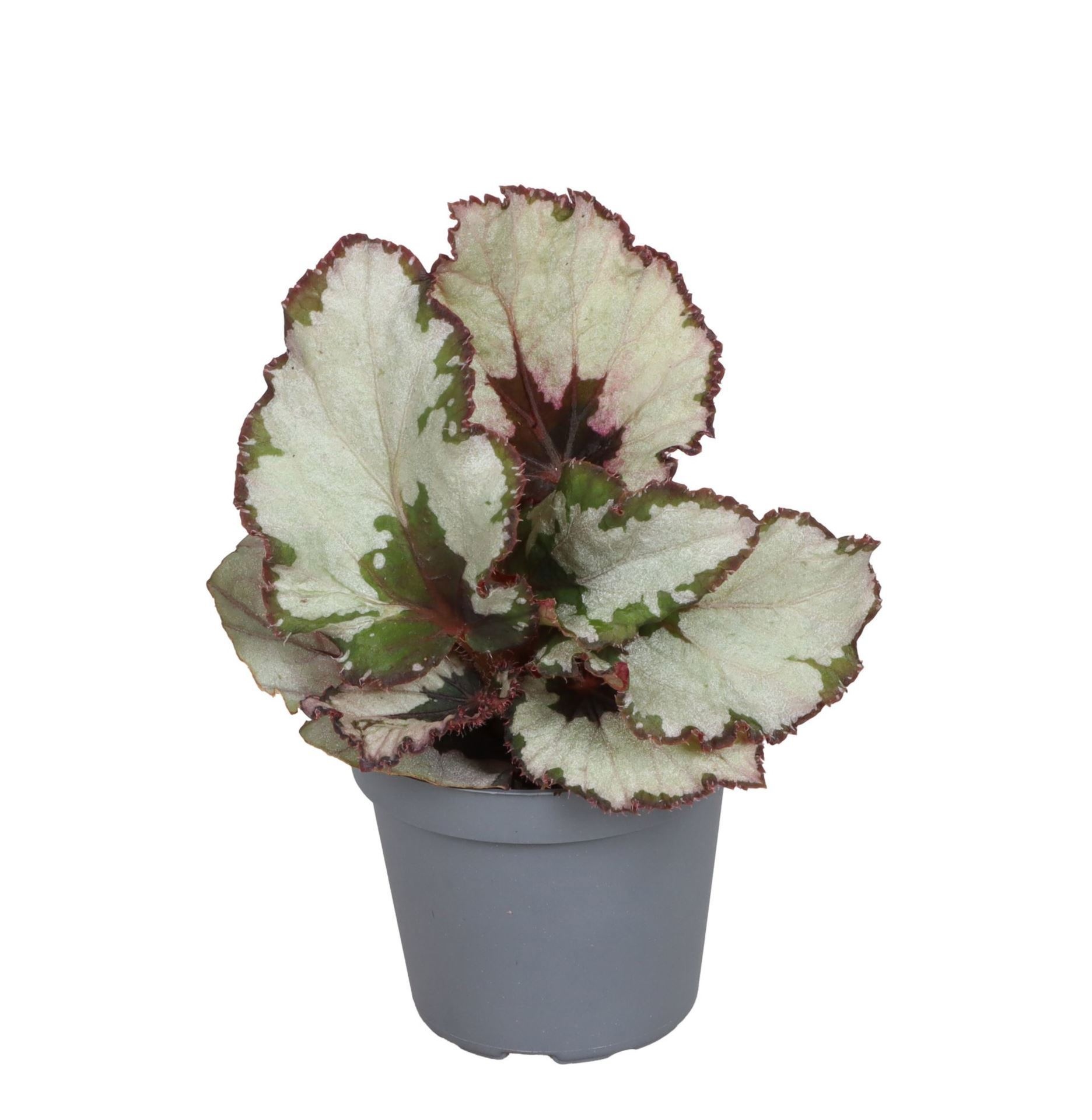 Begonia Rex Spirit Of Kwale 6 cm, D 6
