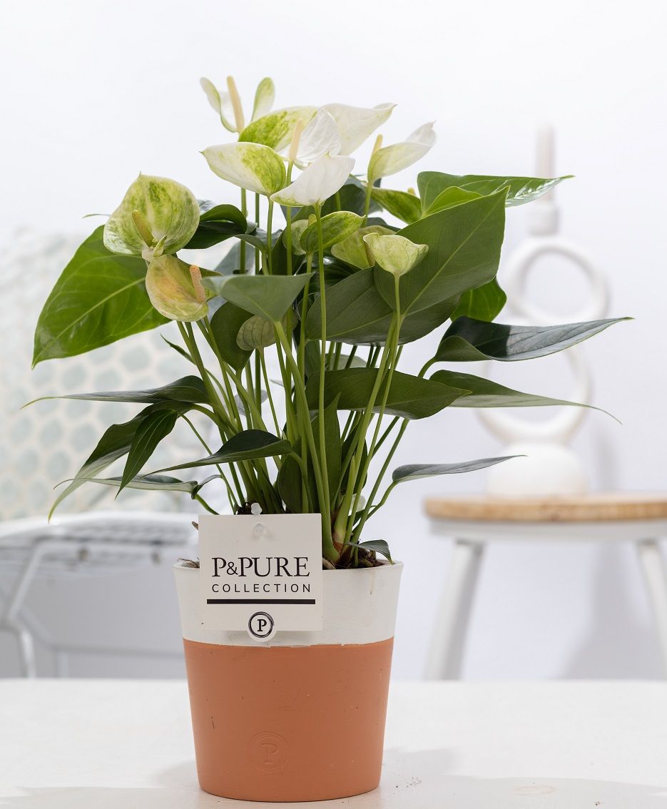 Anthurium white (Elido) in P&PURE Terra Cotta 4 white, D 12