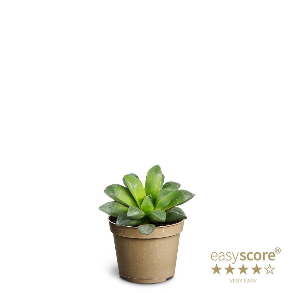 HAWORTHIA RETUSA, D 6 cm