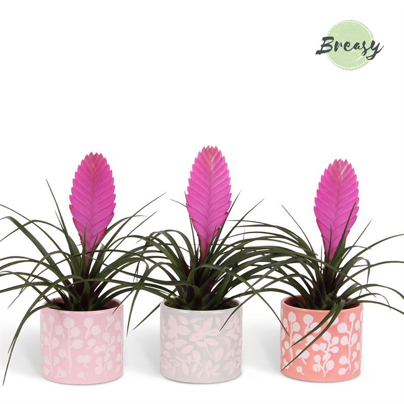 Tillandsia Vincent - 9cm in Sevilla | Mimesis, D 9