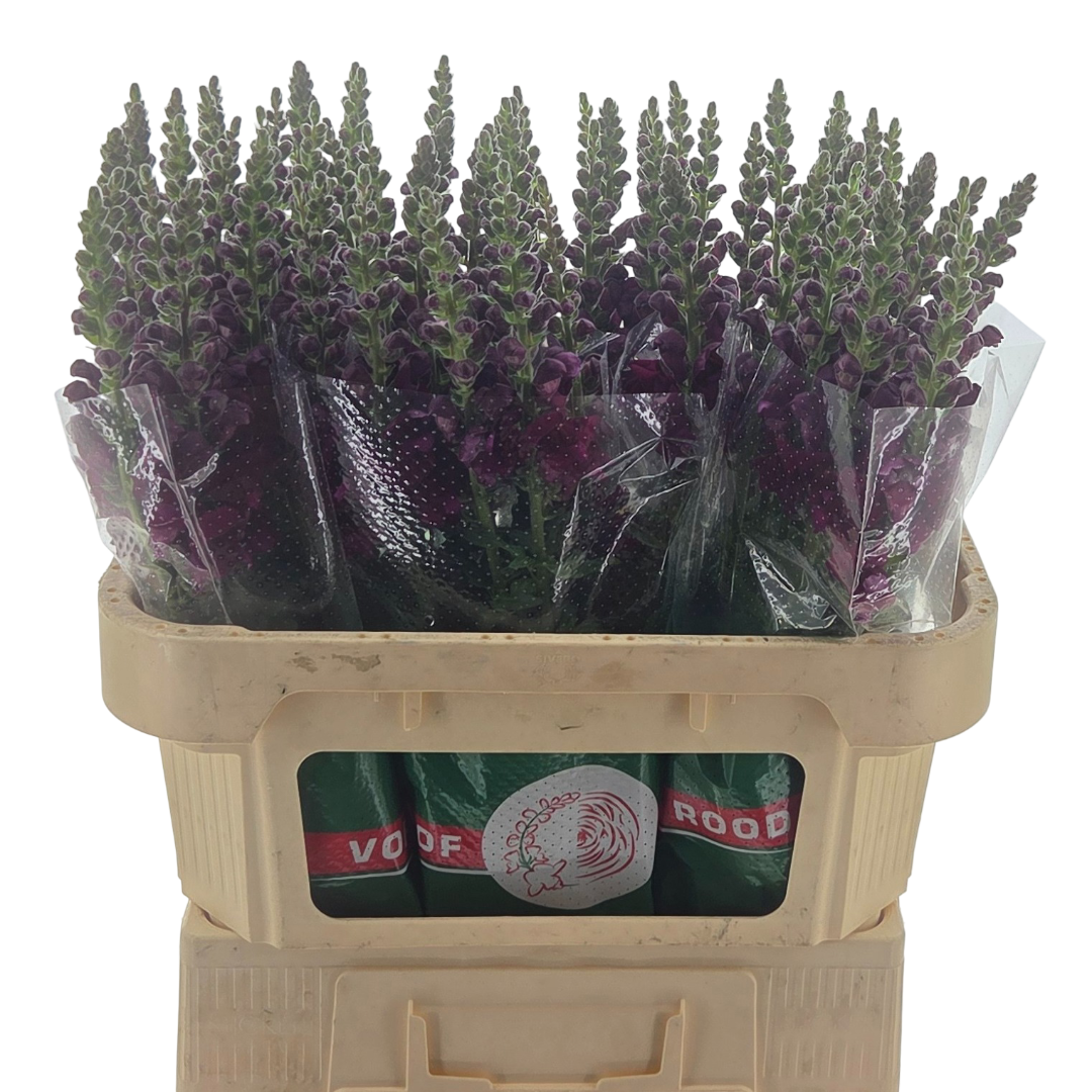 Антирринум Кул Кримсон, шт.