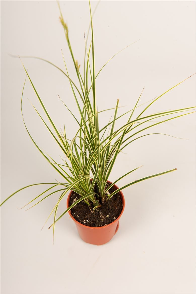 Carex brun. 'Jubilo'®, D 5,5