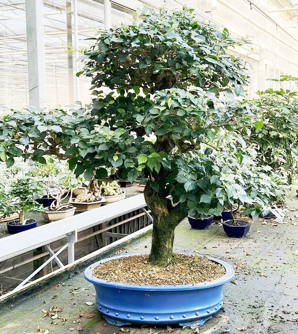 Bougainvillea spectabilis, pot 60 cm, height 50cm. (single item), D 60