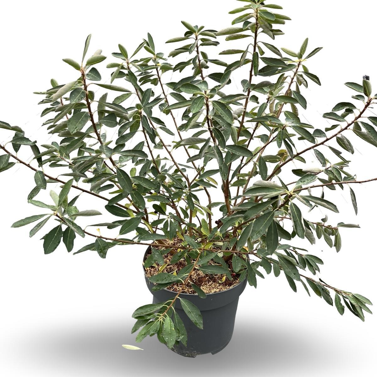 Exochorda racem. 'Niagara', D 31 cm