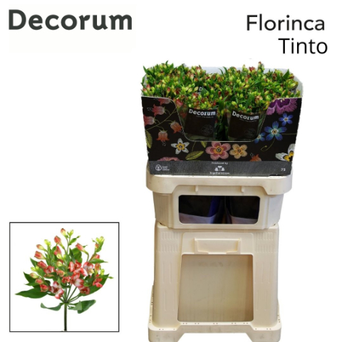 Альстромерия Тинто, шт.