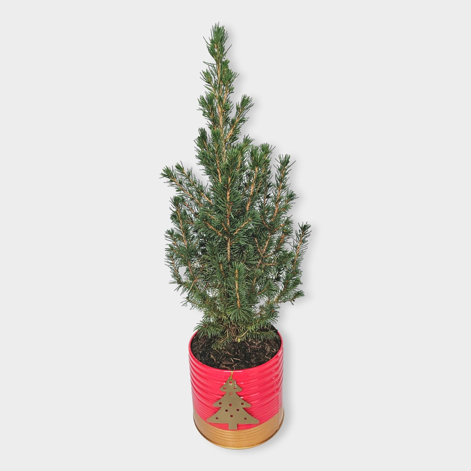 Picea glauca 'Conica' 55cm in zink rood, D 15 cm