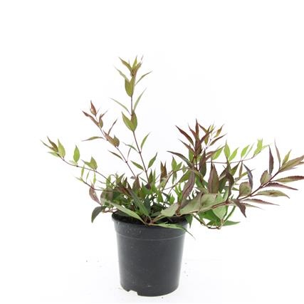 Deutzia gracilis 'Nikko', D 14 cm