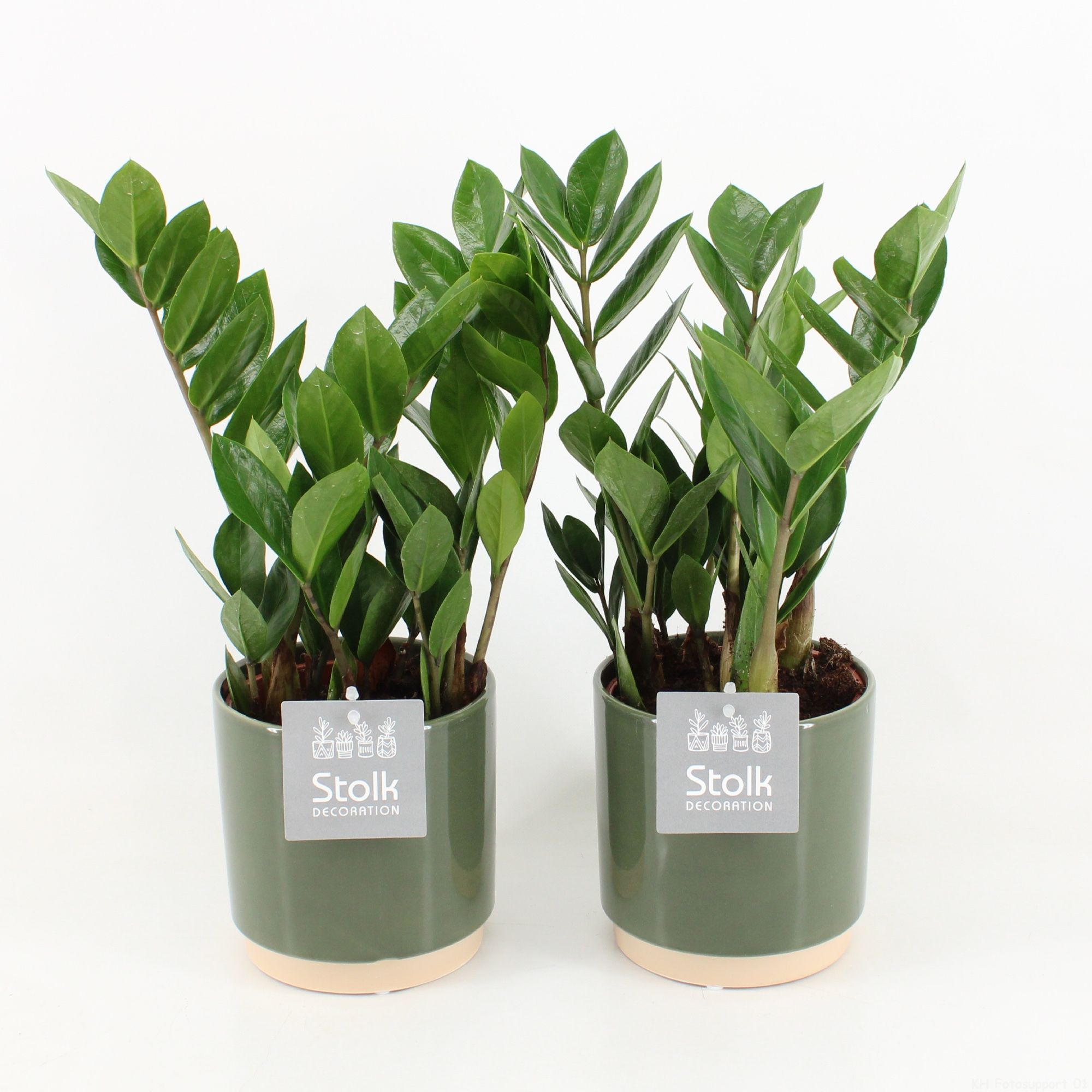 Zamioculcas Zamiifolia in Julia keramiek, D 13