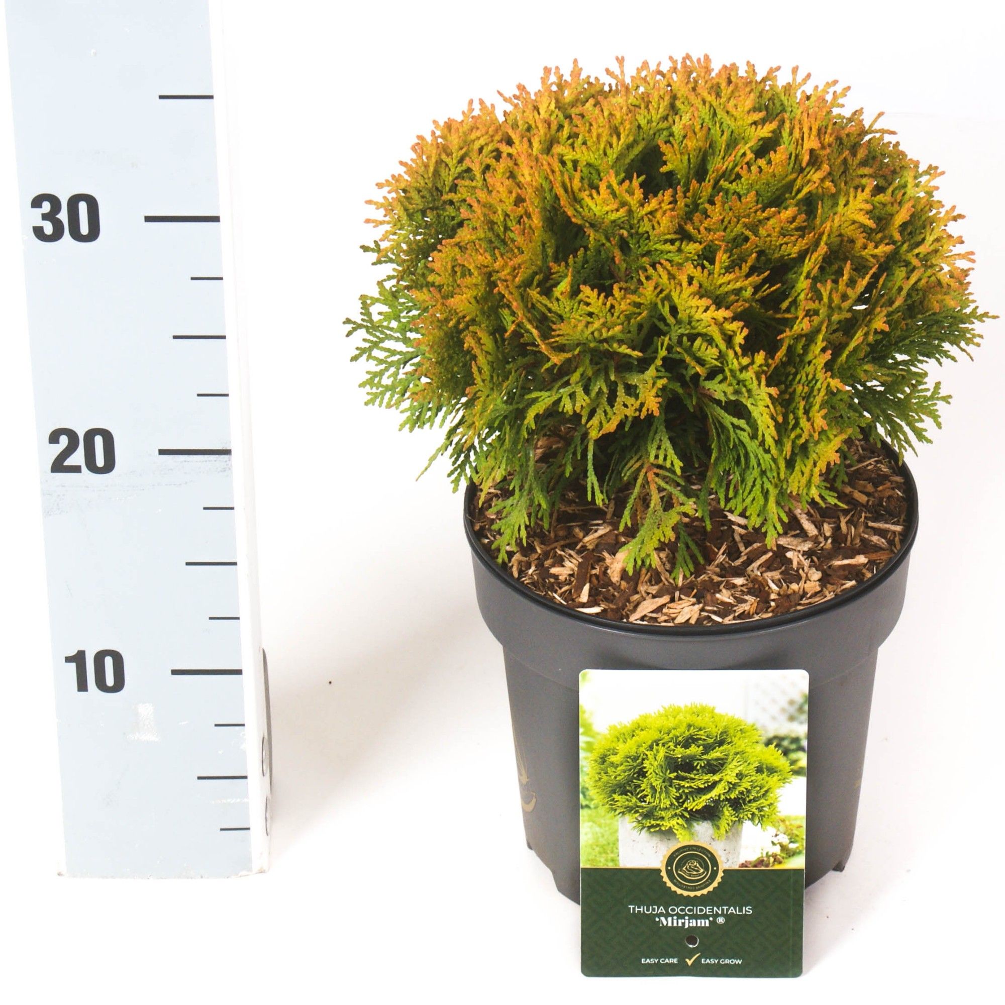 Thuja o. 'Mirjam'®, D 18