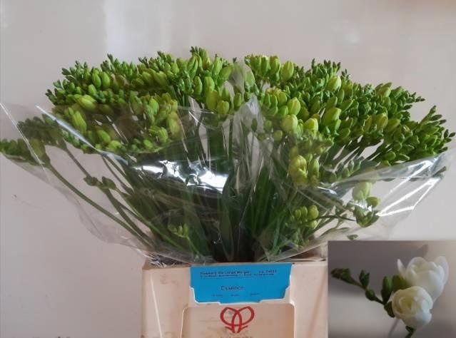 Фрезия дв. Эссенс 55 (бел.), шт.