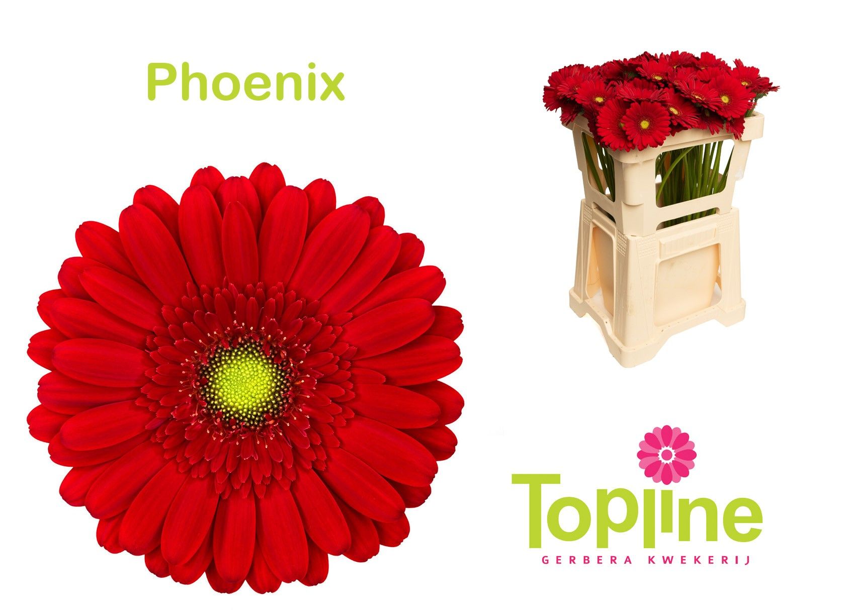 Гермини Феникс, шт.