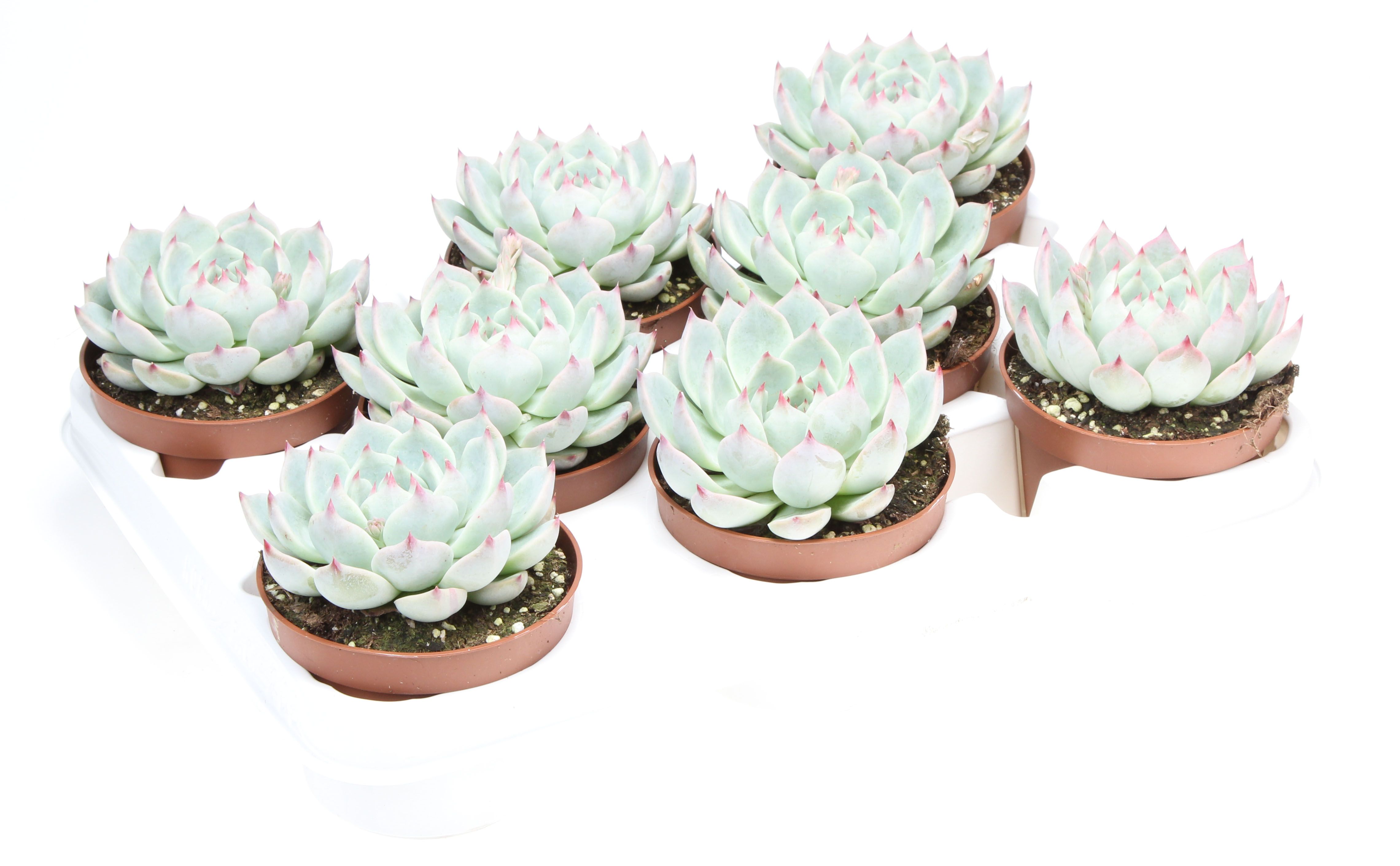 Echeveria chihuahuaensis, D 10,5