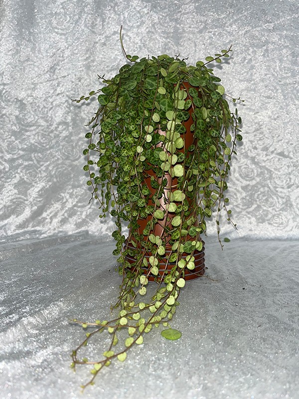 PEPEROMIA PROSTRATA STRING OF TURTLE, D 11 cm PEPEROMIA PROSTRATA STRING OF TURTLE, D 11 cm
