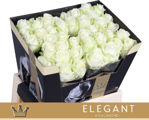 Роза од. Аваланш+ 60, шт.